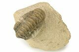 Bargain, Crotalocephalina Trilobite - Foum Zguid, Morocco #274859-2